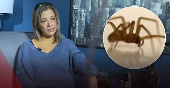 cheney lake spider bites