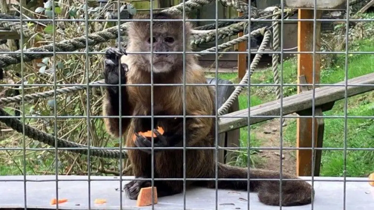 cornwall monkey sanctuary closing